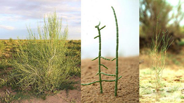 ������ʲôֲ�� ��������jun����suo