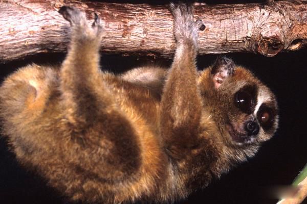 С������ʲô�� С�����ж���