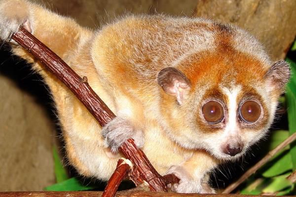 С������ʲô�� С�����ж���