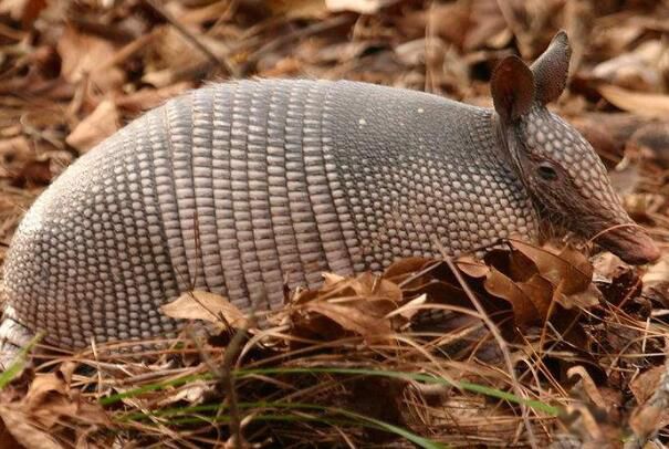 �Ű�������ʲô���� �Ű������Ǳ���������