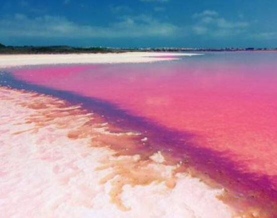 ϣ�պ��������� ϣ�պ�Ϊʲô�Ƿۺ�ɫ��