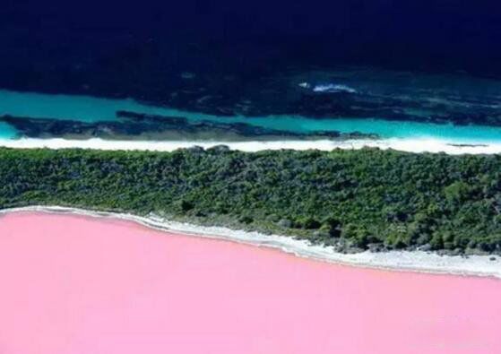 ϣ�պ��������� ϣ�պ�Ϊʲô�Ƿۺ�ɫ��