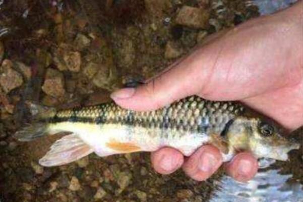 �μ��������ʲô��˼ �μ����˺ö������ʲôԤ��