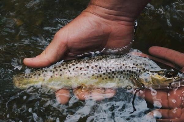 �μ��������ʲô��˼ �μ����˺ö������ʲôԤ��