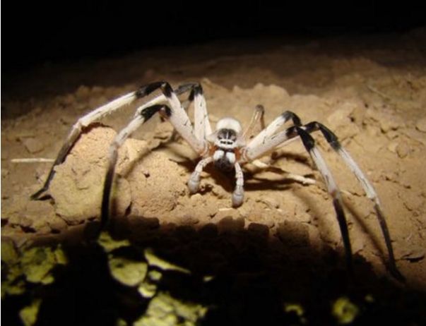 ����֩���ж��ͼƬ ����������֩����