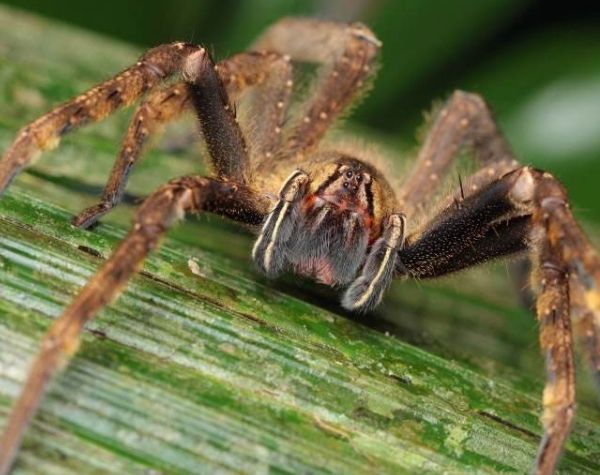 最大的蜘蛛有多大图片 地球上最大的蜘蛛排名前九