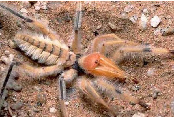 最大的蜘蛛有多大图片 地球上最大的蜘蛛排名前九