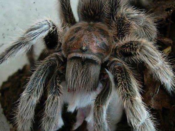 最大的蜘蛛有多大图片 地球上最大的蜘蛛排名前九