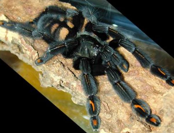 最大的蜘蛛有多大图片 地球上最大的蜘蛛排名前九