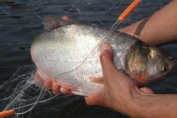 �μ��������ʲô��˼ �μ����˺ö������ʲôԤ��