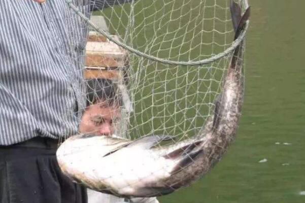 �μ��������ʲô��˼ �μ����˺ö������ʲôԤ��