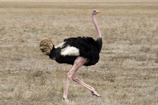 世界上最大的鸟类是什么鸟 鸵鸟是世界上最大的鸟,身高可达2.8m
