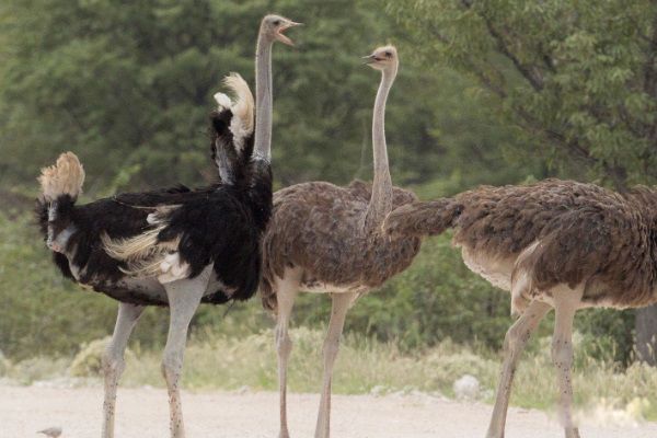 世界上最大的鸟类是什么鸟 鸵鸟是世界上最大的鸟,身高可达2.8m