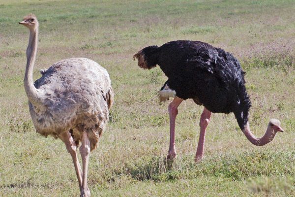 世界上最大的鸟类是什么鸟 鸵鸟是世界上最大的鸟,身高可达2.8m