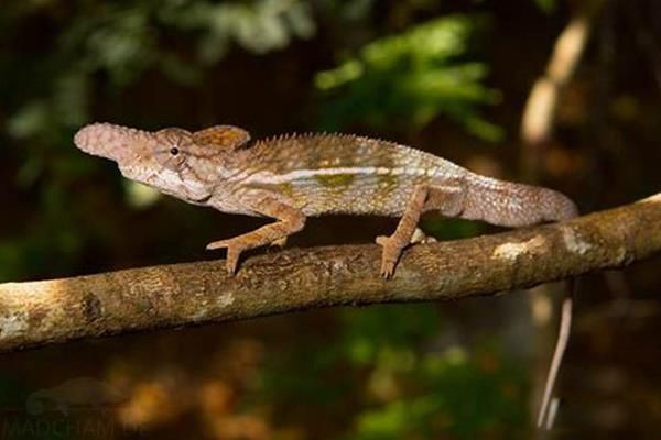 Ϭţ��ɫ������ Ϭţ��ɫ��������ص���ʲô