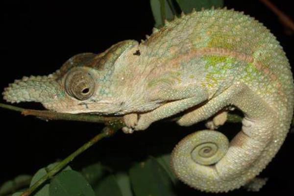 Ϭţ��ɫ������ Ϭţ��ɫ��������ص���ʲô