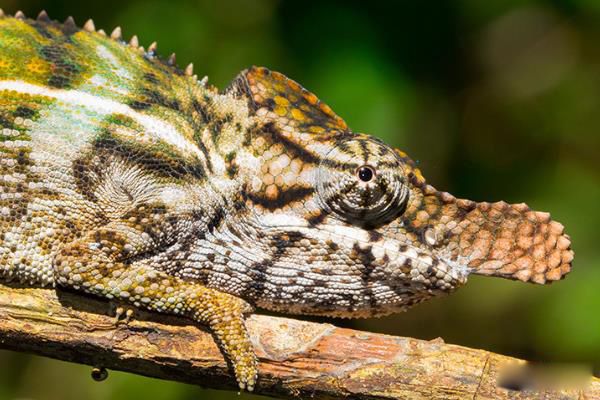 Ϭţ��ɫ������ Ϭţ��ɫ��������ص���ʲô