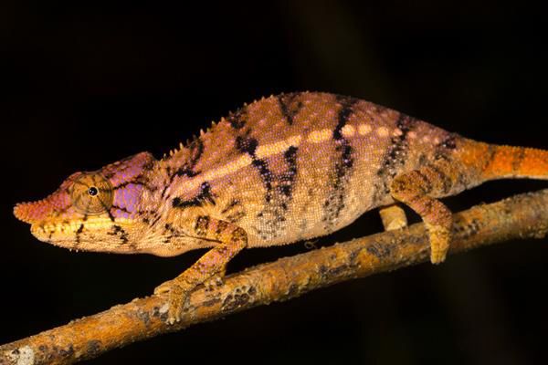 Ϭţ��ɫ������ Ϭţ��ɫ��������ص���ʲô