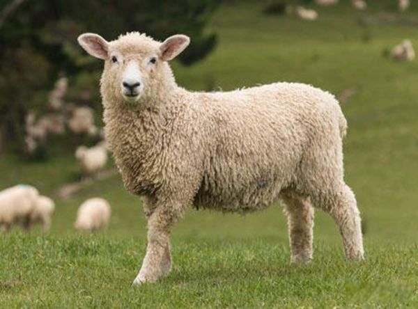 �������Ǵ�������ȡ�� �����͵���������;��ʲô