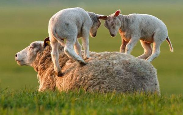 �������Ǵ�������ȡ�� �����͵���������;��ʲô