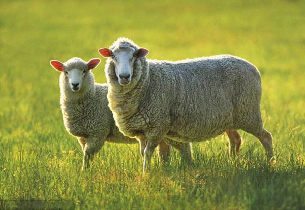 �������Ǵ�������ȡ�� �����͵���������;��ʲô