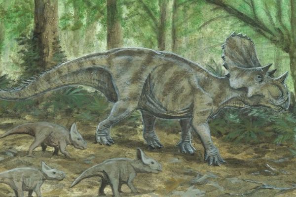 Ұţ����ʳ�ݻ���ʳ�� Ұţ����ʲô���ӵ�ʲô��