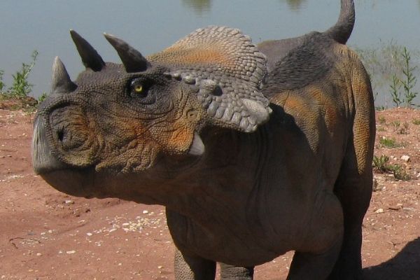 Ұţ����ʳ�ݻ���ʳ�� Ұţ����ʲô���ӵ�ʲô��