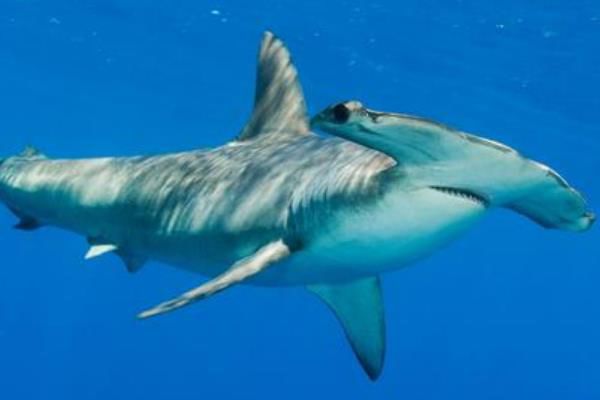 ˫��������ʲô���� ��������˫���������