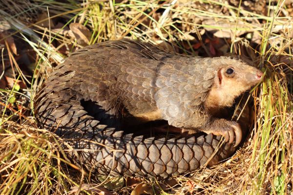 ����ɽ����ʲô���� ������ɽ��,���ӷǳ�С