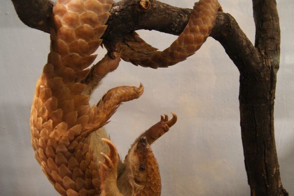 ����ɽ����ʲô���� ������ɽ��,���ӷǳ�С