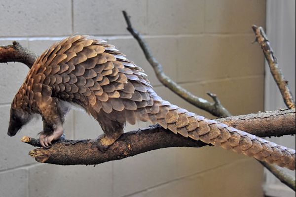 ����ɽ����ʲô���� ������ɽ��,���ӷǳ�С