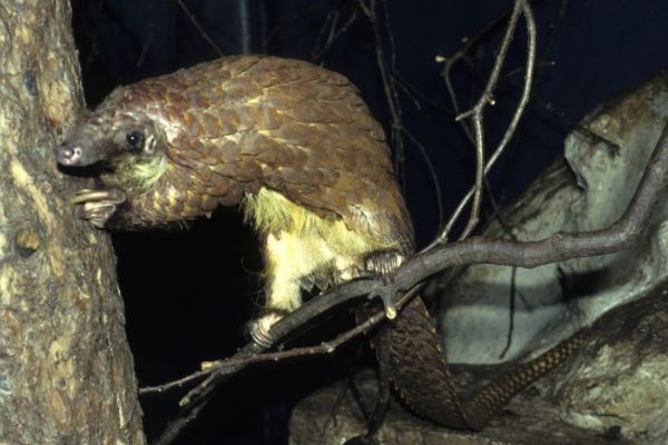 ����ɽ����ʲô���� ������ɽ��,���ӷǳ�С