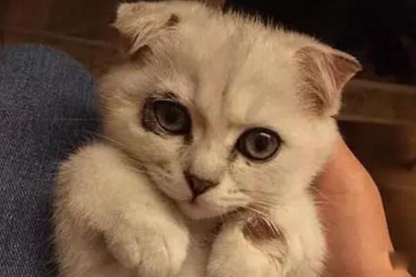 è�����ʲôԭ����ɵ� è���������ʲô���