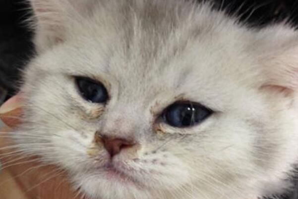 è�����ʲôԭ����ɵ� è���������ʲô���