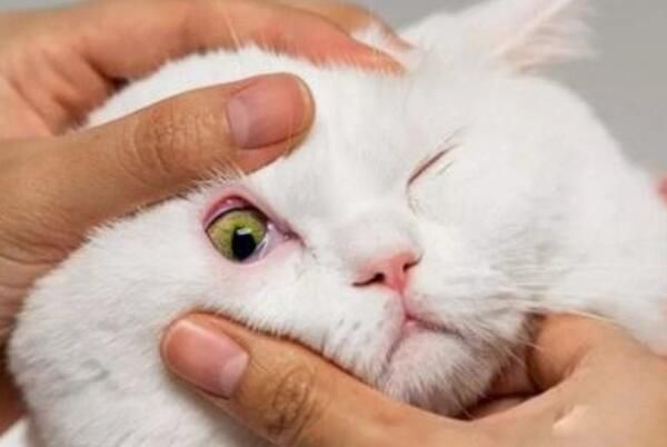 è�����ʲôԭ����ɵ� è���������ʲô���