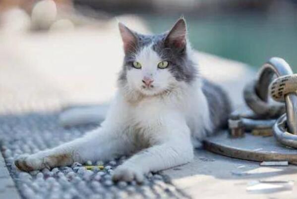 è�����ʲôԭ����ɵ� è���������ʲô���