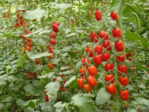 圣女果是转基因食品吗 圣女果和西红柿的区别