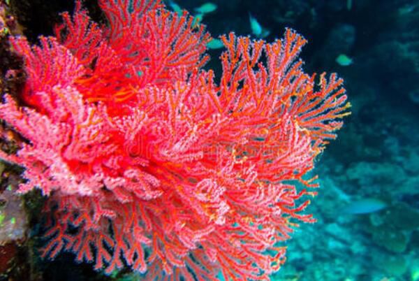 ̨���ɺ��Ϊʲô��� ��ɺ���γ�Ҫ������