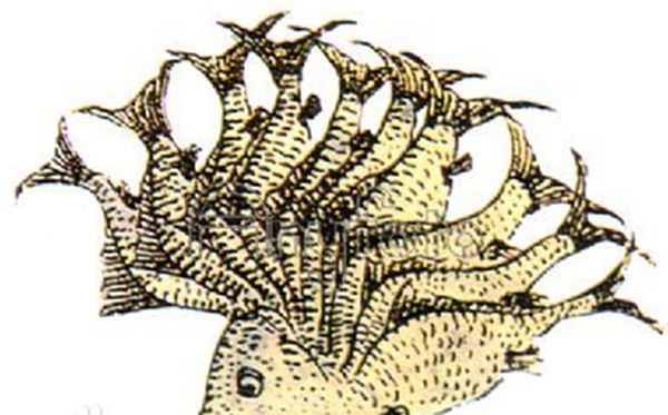 �ṫ����ɽ�����Ķ��м��� �ṫ��ͼƬ��ʲô����