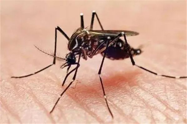 ���������а�ǰʮ��Ʒ�� ������ӵ�к�ǿ��������