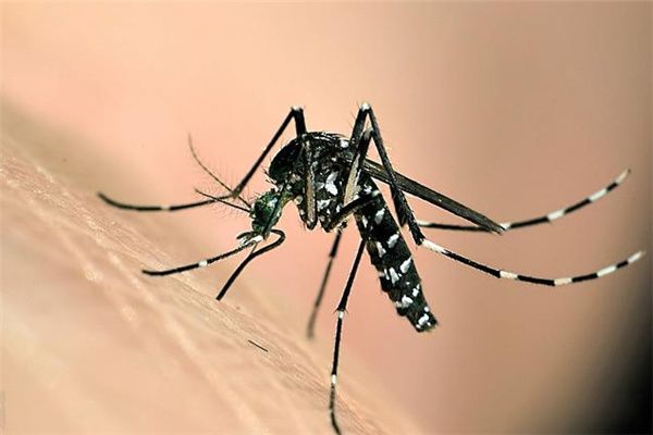 ���������а�ǰʮ��Ʒ�� ������ӵ�к�ǿ��������