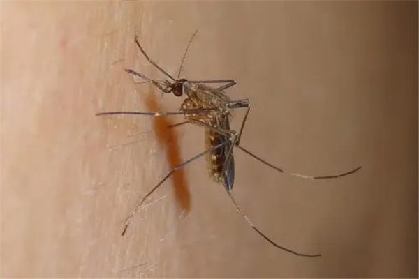 ���������а�ǰʮ��Ʒ�� ������ӵ�к�ǿ��������