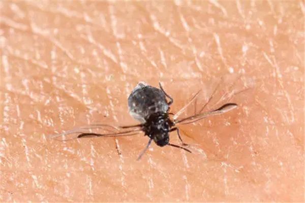 ���������а�ǰʮ��Ʒ�� ������ӵ�к�ǿ��������