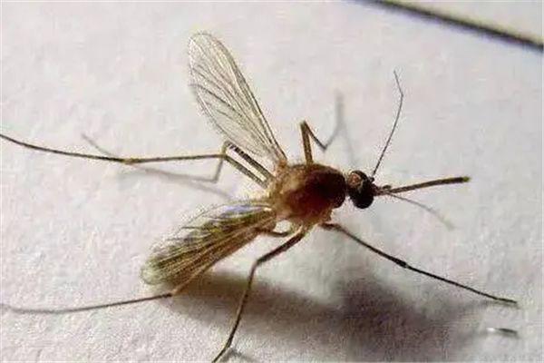 ���������а�ǰʮ��Ʒ�� ������ӵ�к�ǿ��������