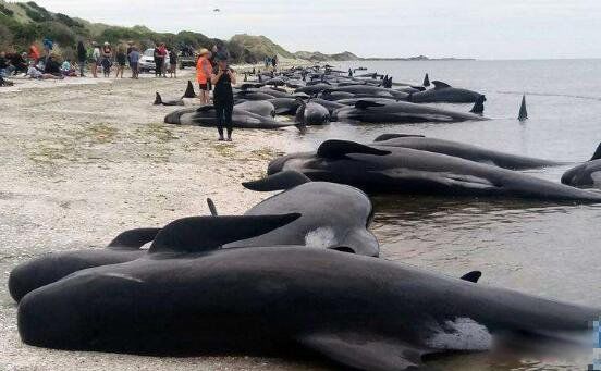 ���㱬ը�������ʲô �޴�ľ��㱬ը����ô����