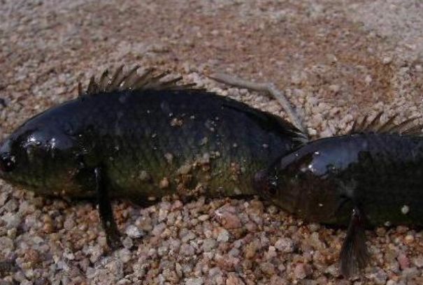 ��������ܳ���?�Ǽ����������� ������Գ�ʲôʳ��