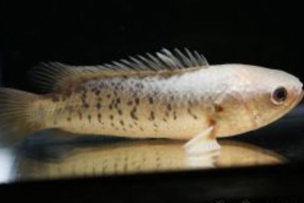 ��������ܳ���?�Ǽ����������� ������Գ�ʲôʳ��