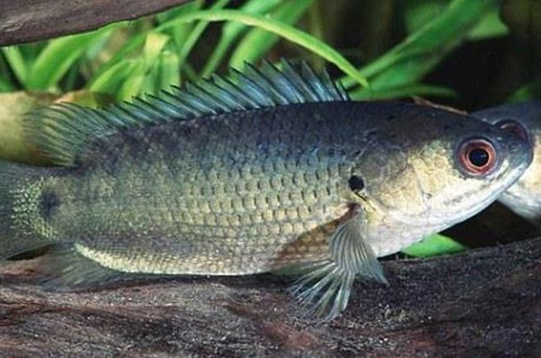 ��������ܳ���?�Ǽ����������� ������Գ�ʲôʳ��