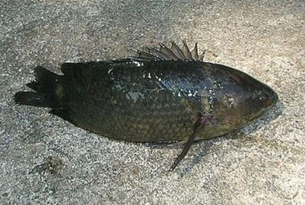 ��������ܳ���?�Ǽ����������� ������Գ�ʲôʳ��