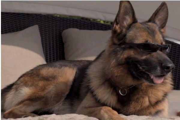 ��������еĹ���ɪ������ʲôƷ�� ��ɪ������������˭